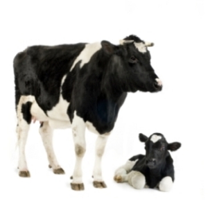 cow-and-calf-symbol1