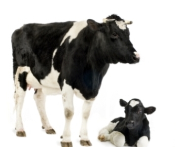 cow-and-calf-symbol1